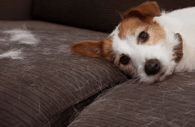 Trucos caseros para eliminar pelos de mascotas del&nbsp;sillón