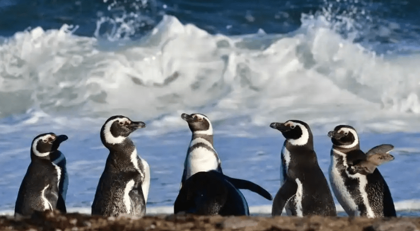CONICET transmite en vivo la temporada de pingüinos en&nbsp;Chubut