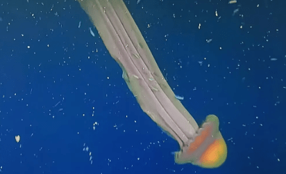 El Conicet descubre una medusa&nbsp;fantasma